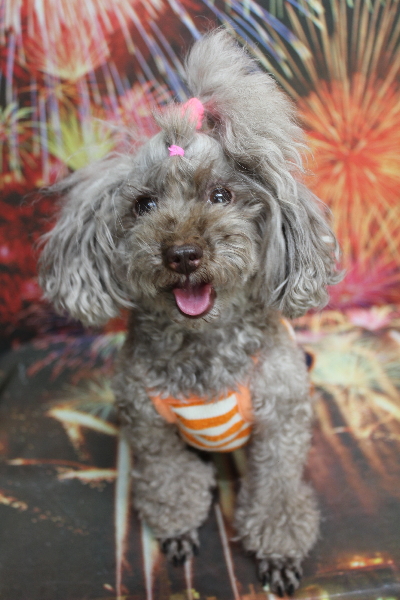 千葉県船橋市のトイプードルのトリミング前画像