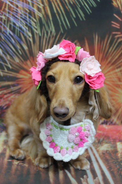 千葉県船橋市のミニチュアダックスのトリミング画像