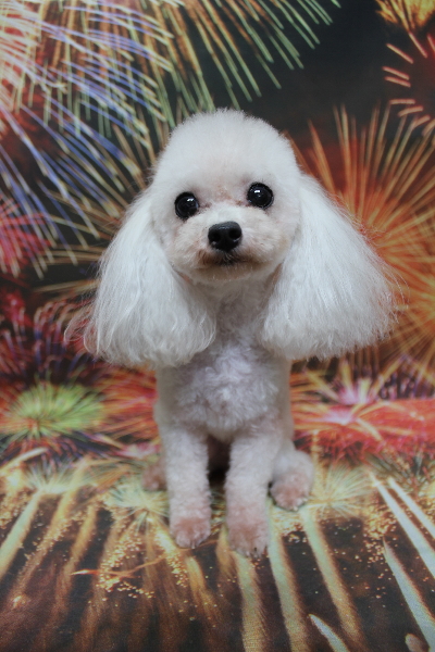 トイプードルブリーダーの成犬、トリミング画像