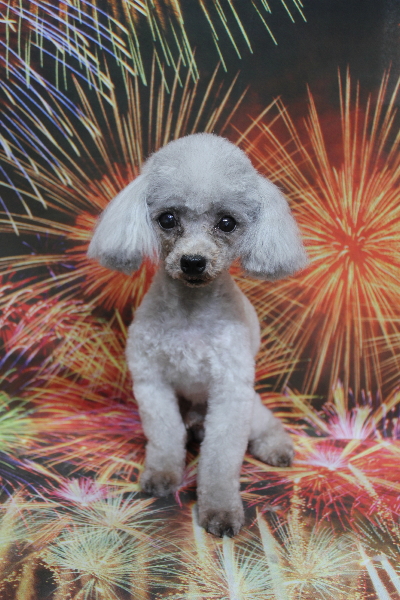 トイプードルブリーダーの成犬、トリミング画像