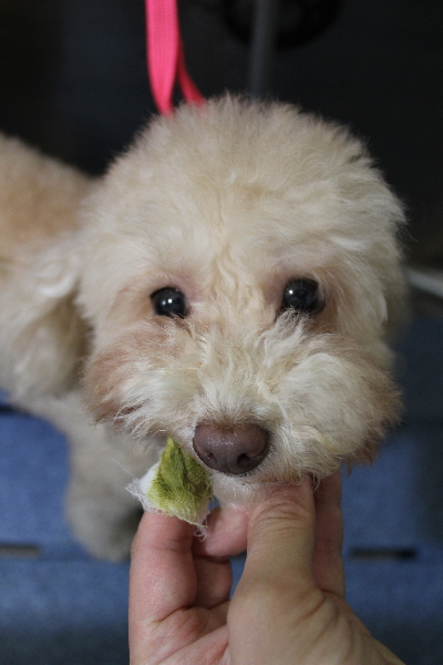 千葉県船橋市のトイプードルの歯磨き画像