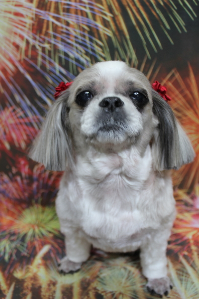 千葉県鎌ケ谷市のシーズーのトリミング画像