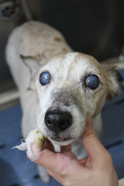 千葉県船橋市のジャックラッセルの歯磨き画像