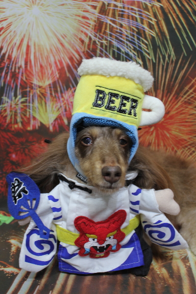 千葉県松戸市のミニチュアダックスのトリミング画像