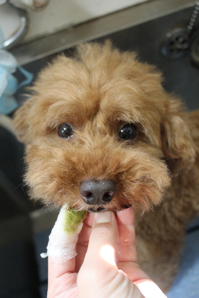 千葉県船橋市のトイプードルの歯磨き画像