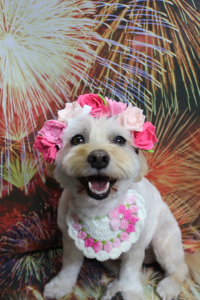 千葉県鎌ケ谷市のミックス犬のトリミング画像