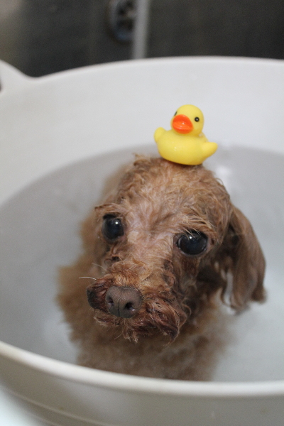 千葉県印西市のトイプードルの炭酸泉画像