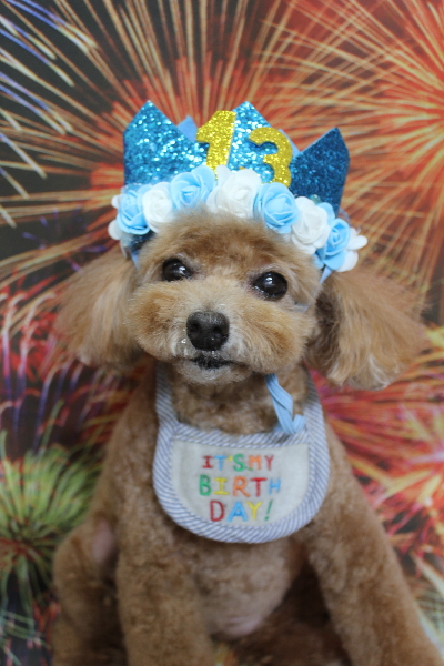 千葉県鎌ケ谷市のトイプードルのトリミング画像