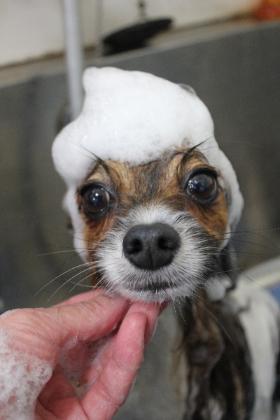 千葉県鎌ヶ谷市のパピヨンのシャンプー画像