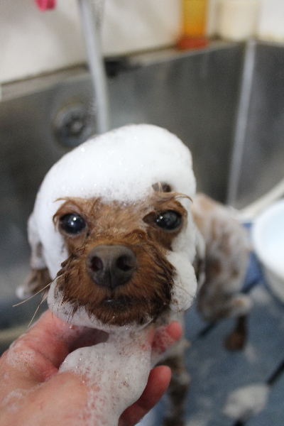 千葉県鎌ケ谷市のトイプードルのシャンプー画像