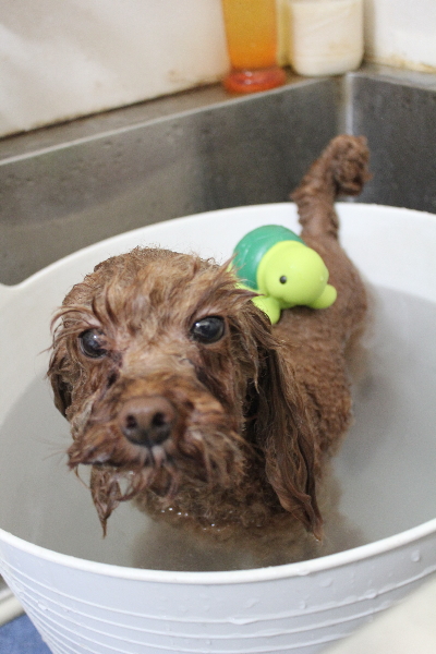 千葉県鎌ヶ谷市のトイプードルの炭酸泉画像