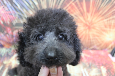 トイプードルブリーダーの子犬、トリミング画像