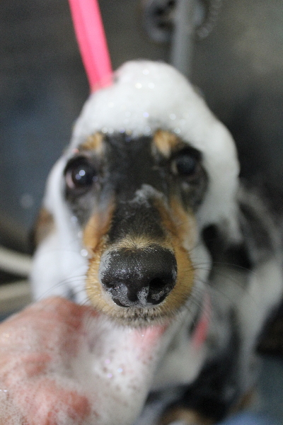 千葉県船橋市のミニチュアダックスのシャンプー画像