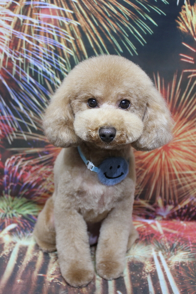 千葉県船橋市のトイプードルのトリミング画像