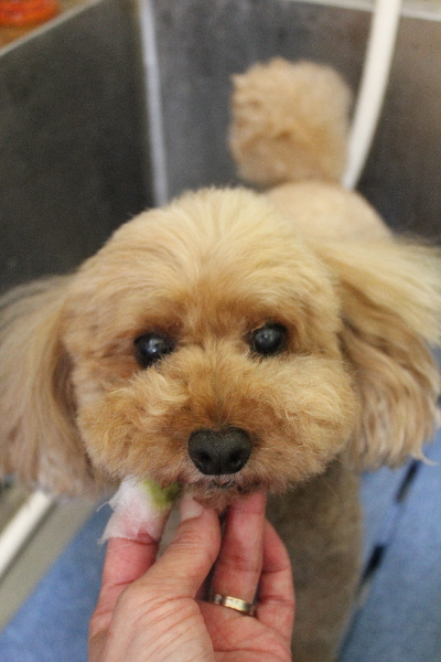 千葉県船橋市のトイプードルの歯磨き画像