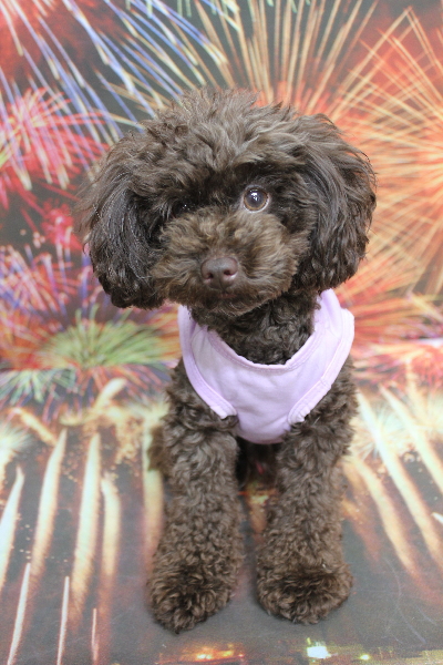 千葉県船橋市のトイプードルのトリミング前画像