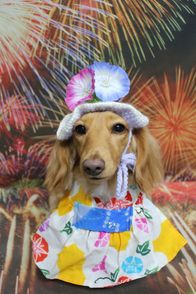 千葉県船橋市のミニチュアダックスのトリミング画像
