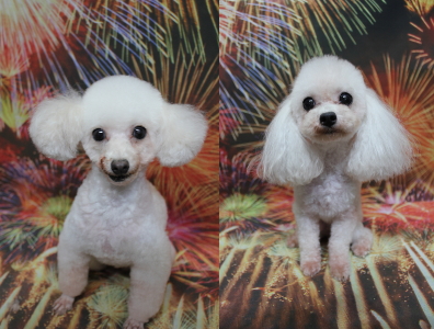 トイプードルブリーダーの成犬、トリミング画像