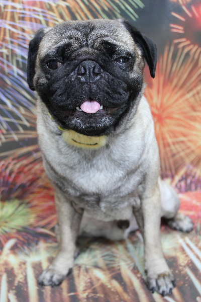 千葉県鎌ケ谷市のパグのトリミング画像