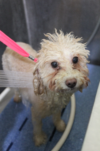 千葉県船橋市のトイプードルのオゾンシャワー画像