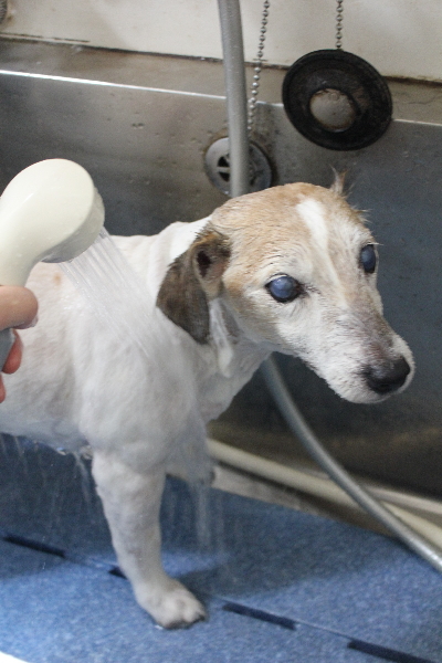 千葉県船橋市のジャックラッセルのオゾンシャワー画像