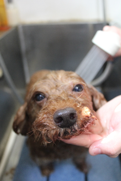 千葉県船橋市のトイプードルのオゾンシャワー画像