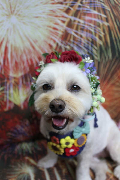 千葉県鎌ケ谷市のミックス犬のトリミング画像