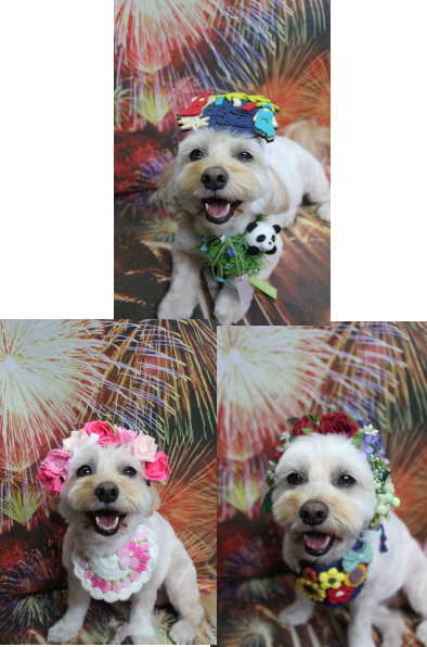 千葉県鎌ケ谷市のミックス犬のトリミング画像