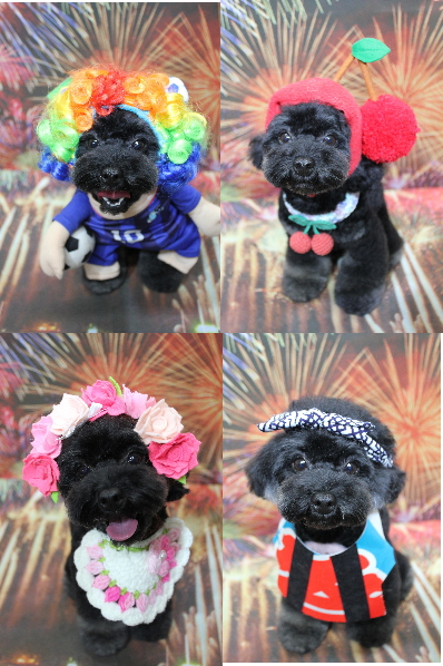 千葉県鎌ケ谷市のトイプードルのトリミング画像