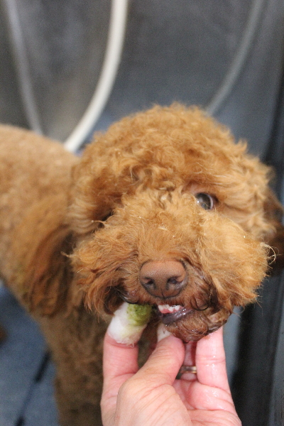 千葉県船橋市のトイプードルの歯磨き画像