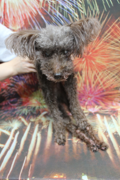 千葉県船橋市のトイプードルのトリミング前画像