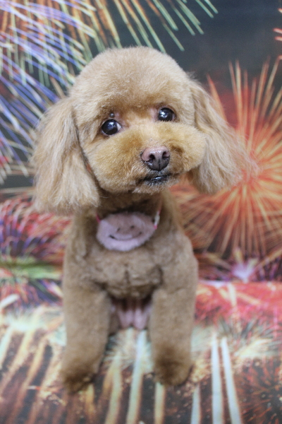 千葉県船橋市のトイプードルのトリミング画像