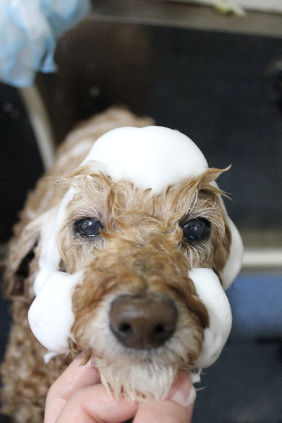千葉県松戸市のトイプードルのシャンプー画像