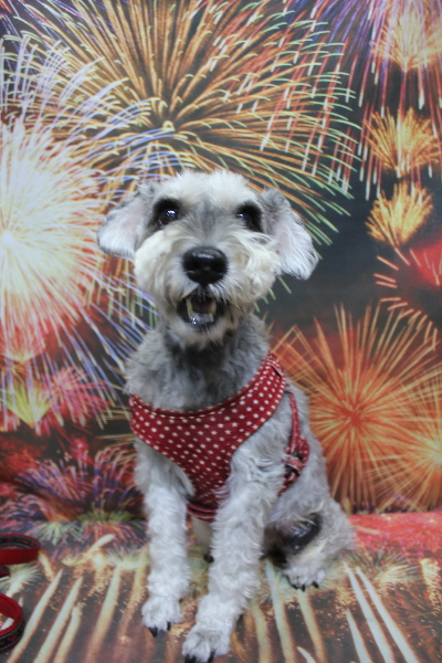 千葉県船橋市のミニチュアシュナウザーのトリミング前画像