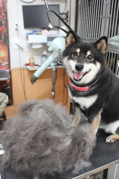 千葉県船橋市の柴犬のトリミング前画像