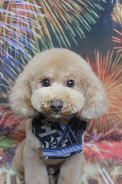 千葉県船橋市のトイプードルのトリミング画像