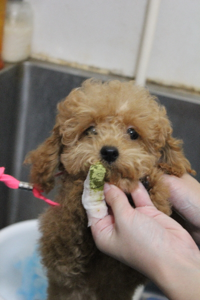 千葉県松戸市のトイプードルの歯磨き画像