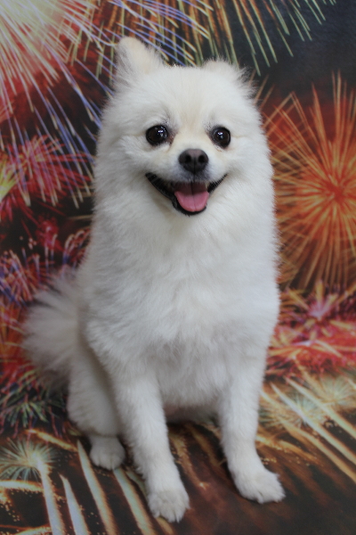 東京都港区のポメラニアンのトリミング前画像