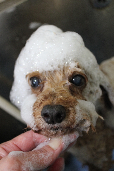 千葉県船橋市のトイプードルのシャンプー画像