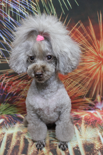 千葉県船橋市のトイプードルのトリミング画像