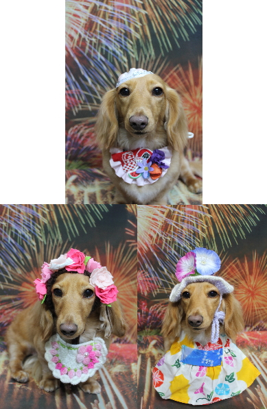 千葉県船橋市のミニチュアダックスのトリミング画像