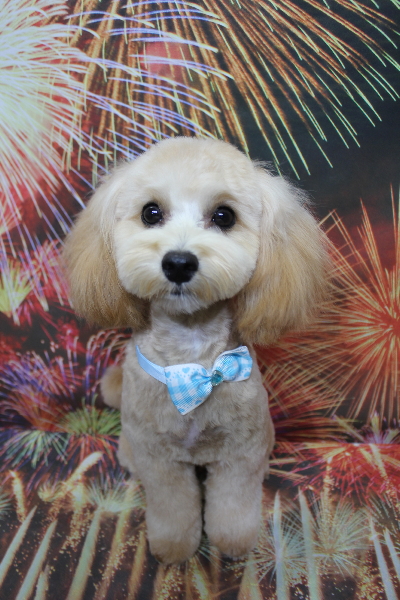 千葉県鎌ケ谷市のミックス犬のトリミング画像