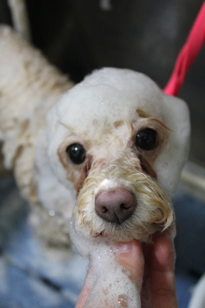 千葉県船橋市のトイプードルのシャンプー画像