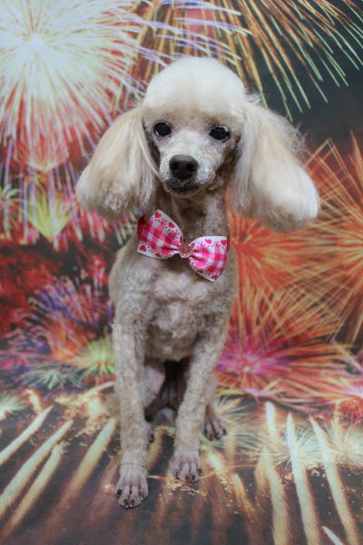 千葉県船橋市のトイプードルのトリミング画像