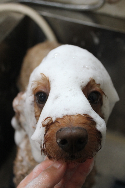 千葉県船橋市のトイプードルのシャンプー画像