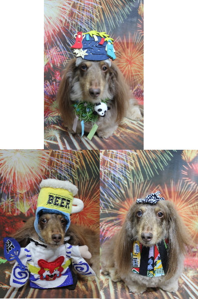 千葉県松戸市のミニチュアダックスのトリミング画像