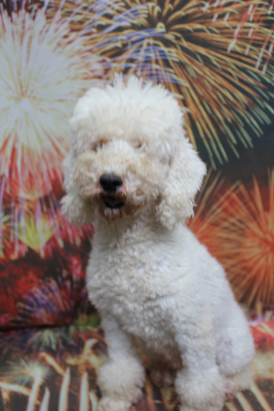 トイプードルブリーダーの成犬、トリミング画像