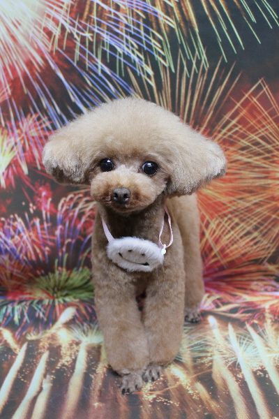 千葉県印西市のトイプードルのトリミング画像