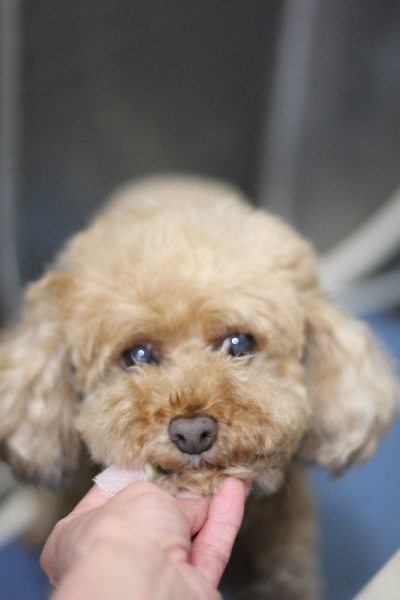 東京都三鷹市のトイプードルの歯磨き画像