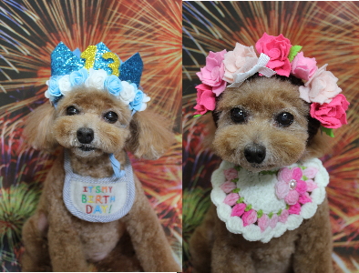 千葉県鎌ケ谷市のトイプードルのトリミング画像